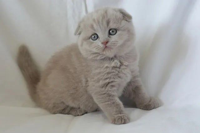 Вислоушка, шотландские  котята. Мальчик.