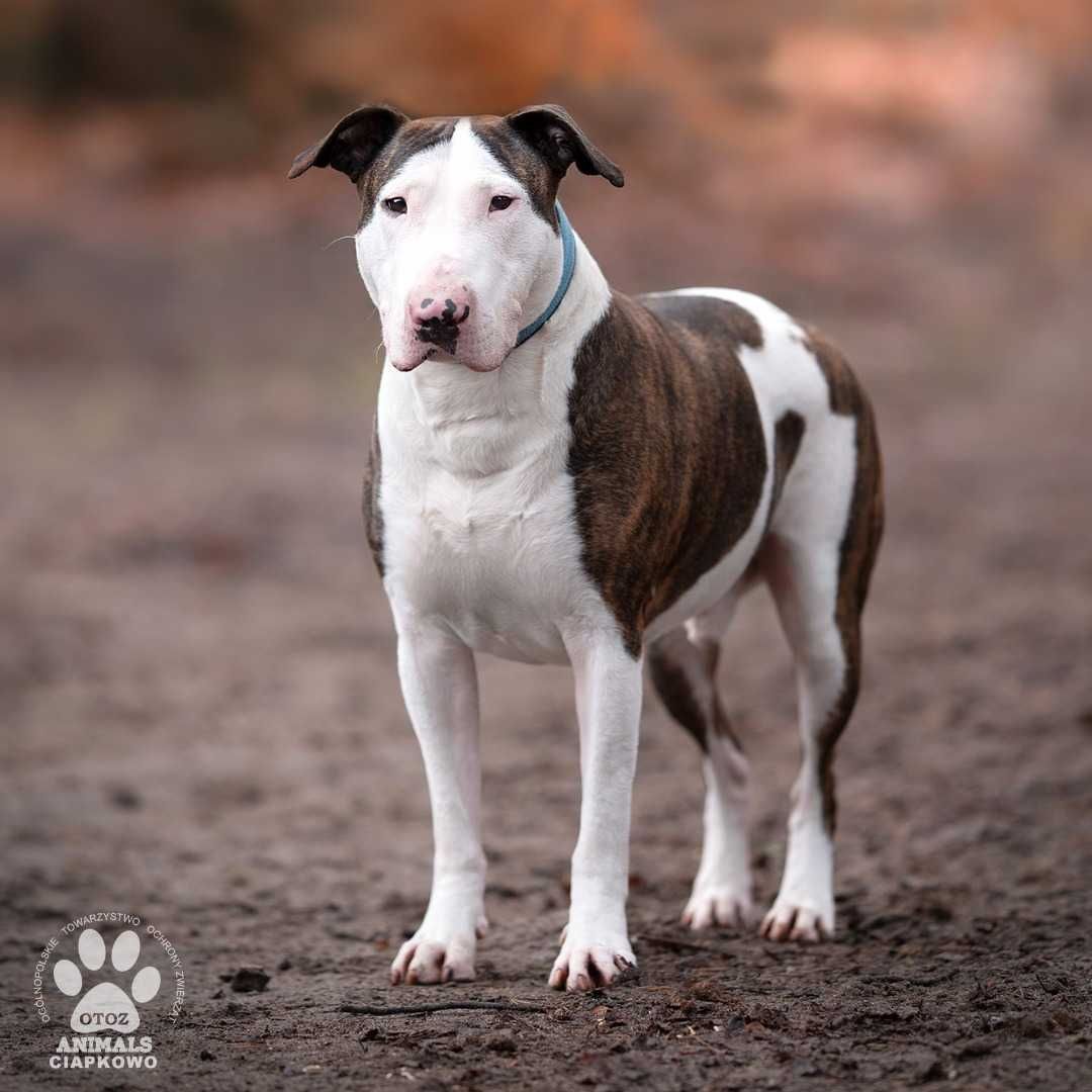 Wyjątkowy Rico szuka doświadczonego domu! OTOZ Animals Ciapkowo