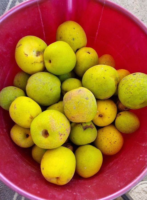 Pigwa owoce piekne i zdrowe