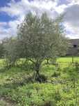 Oliveiras para transplantar