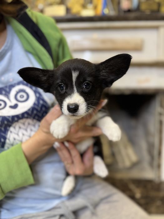 Коргі кардиган триколол найкращого розведення