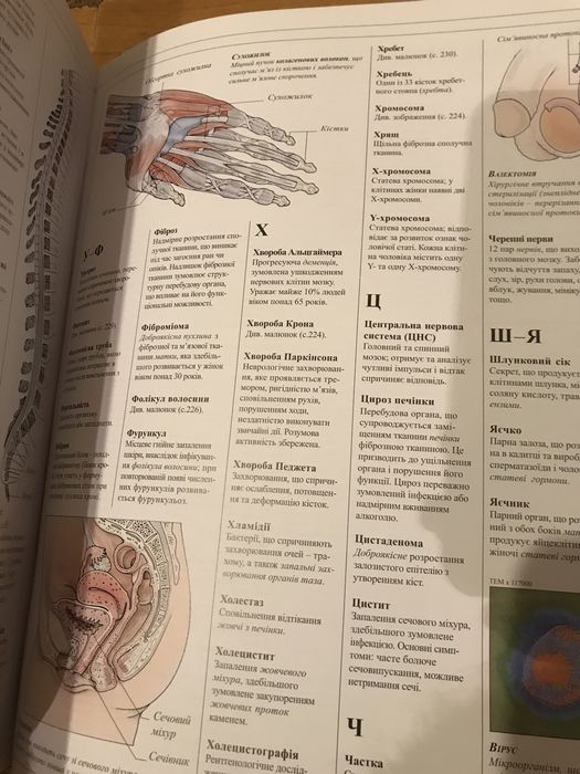 Людина. Dorling Kinderslei