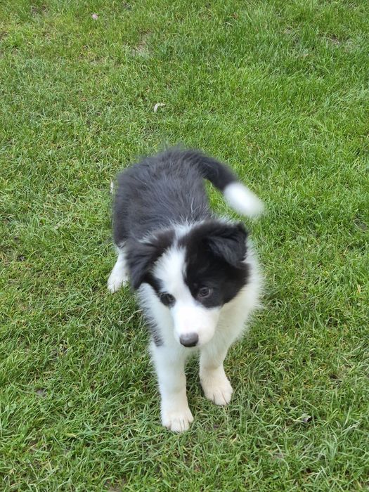 Piesek border collie show po zdrowych rodzicach