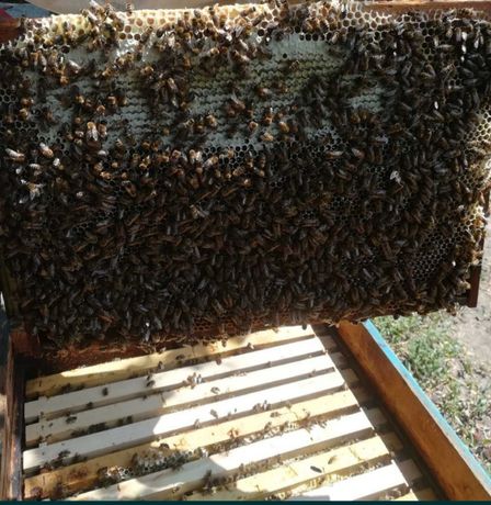 Продам  2-3 семьи пчел,медогонку,воскотопку,пчеловодный инвентарь.