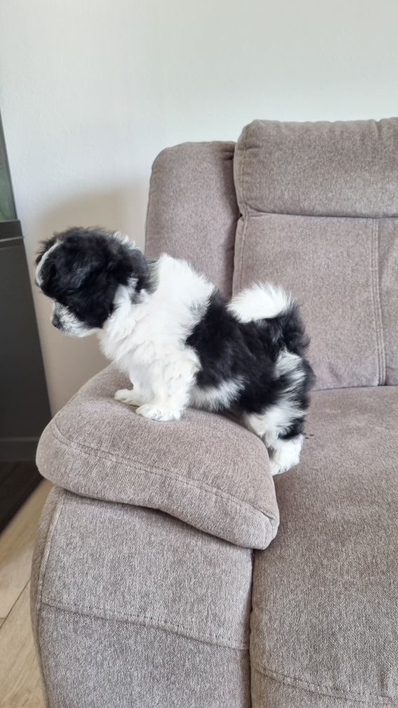 Maltipom miniaturowy