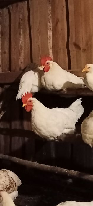 Півні легорн та ломан браун