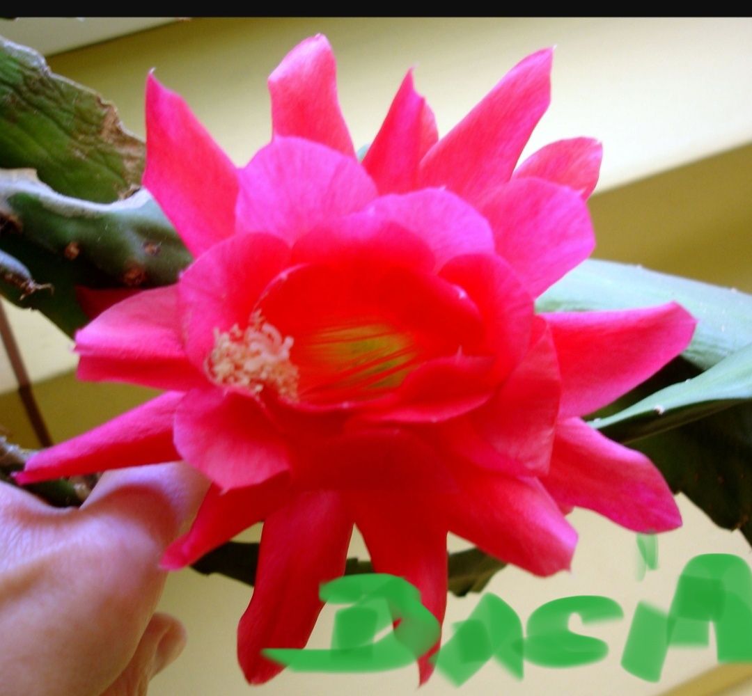 Epiphyllum.Epifilum, kaktus w lecie do ogrodu.