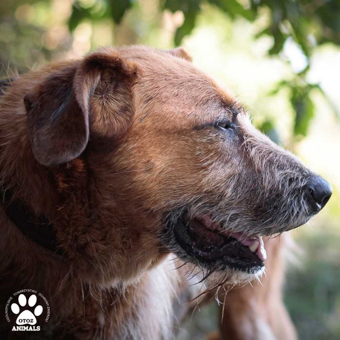 Uroczy, rudy pies Diego szuka domu!