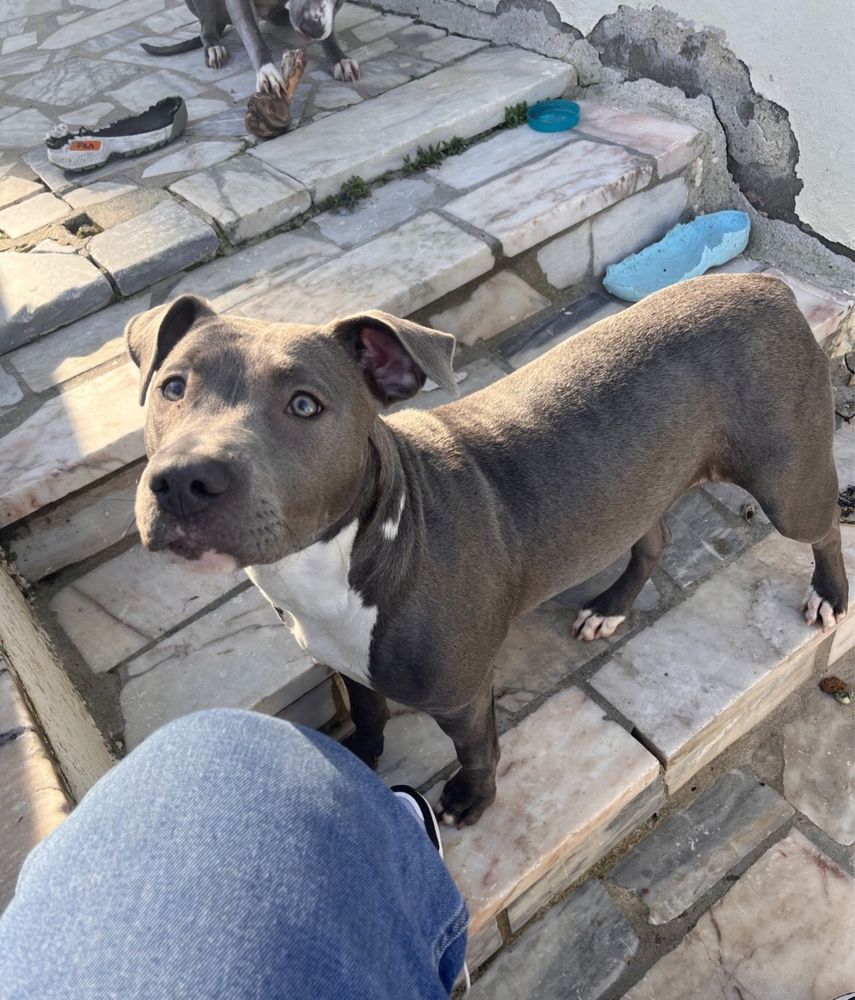 Passeio cães.