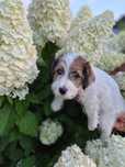 Suczka Jack Russell Terrier