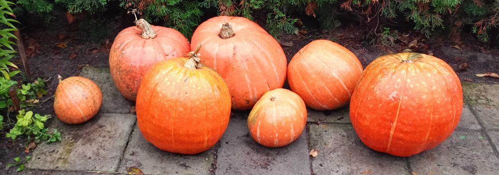 Dynie na Halloween lub na zupe