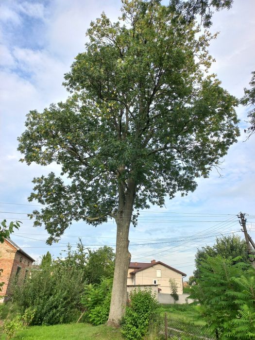 Дерева,пиломатеріали,дошка,брус