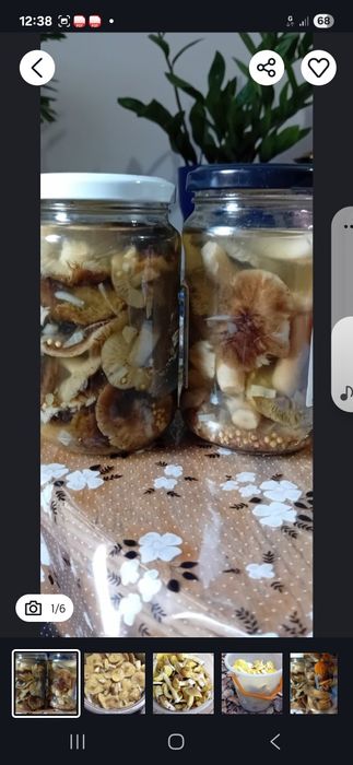 2 słoiki gąsek i kurek marynowanych