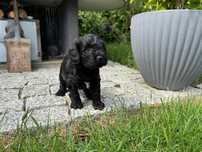 cavapoo szczeniak gotowy do odbioru