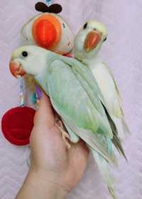 Ожереловые попугаи редких окрасов, 1,5 месяца.