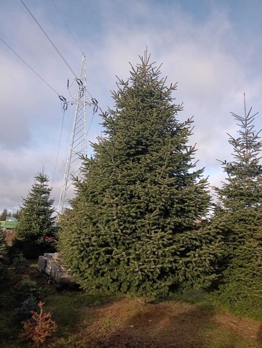JODŁA KAUKASKA duże choinki bożonarodzeniowe 3-10 metrów