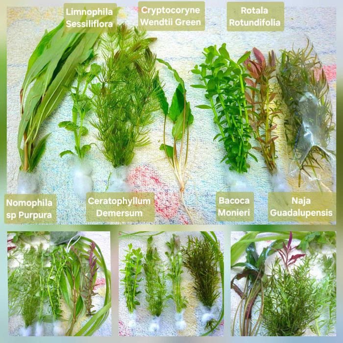 Pack 50 Plantas Aquário Low Tech – 9 Espécies, Fácil Manutenção