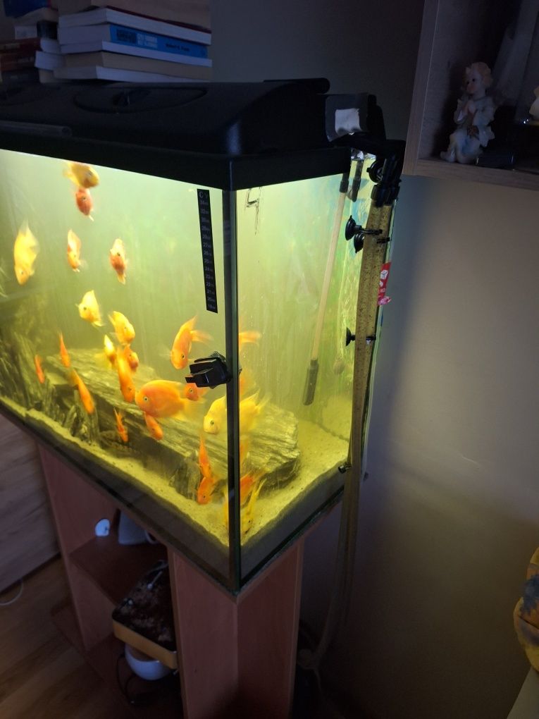 Akwarium  170l plus Szafka