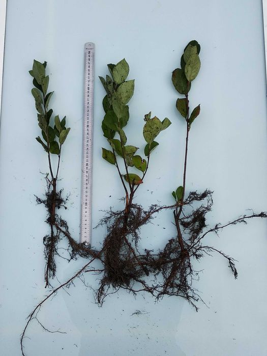 Саджанці  плодових кущів