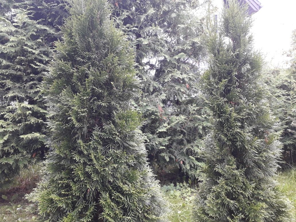 Tuja szmaragd 150-200 cm sztuk 6 w doniczkach