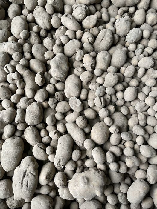 Ziemniaki odpadowe/ziemniaki dla zwierząt