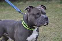 Amstaffy Niczyje-Diego-adopcja-amstaff- Brzeg