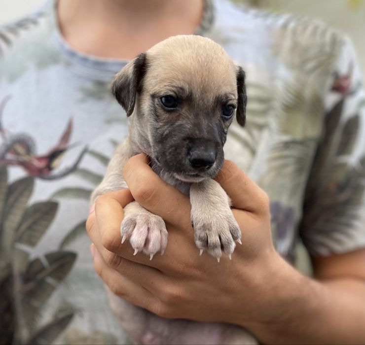 Whippet ZKwP chart angielski extra kolor Revirado FCI