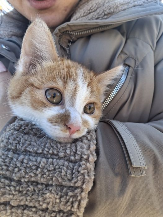 Кошеня шукає домівку