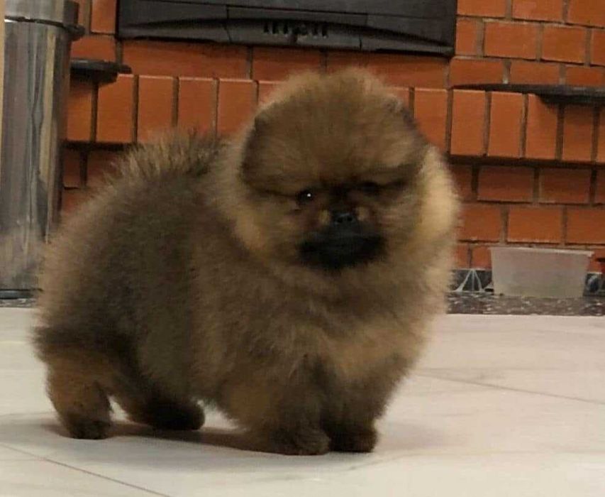 Spitz Alemão Anão/Lulu da Pomerânia MACHO LARANJA com  LOP e AFIXO