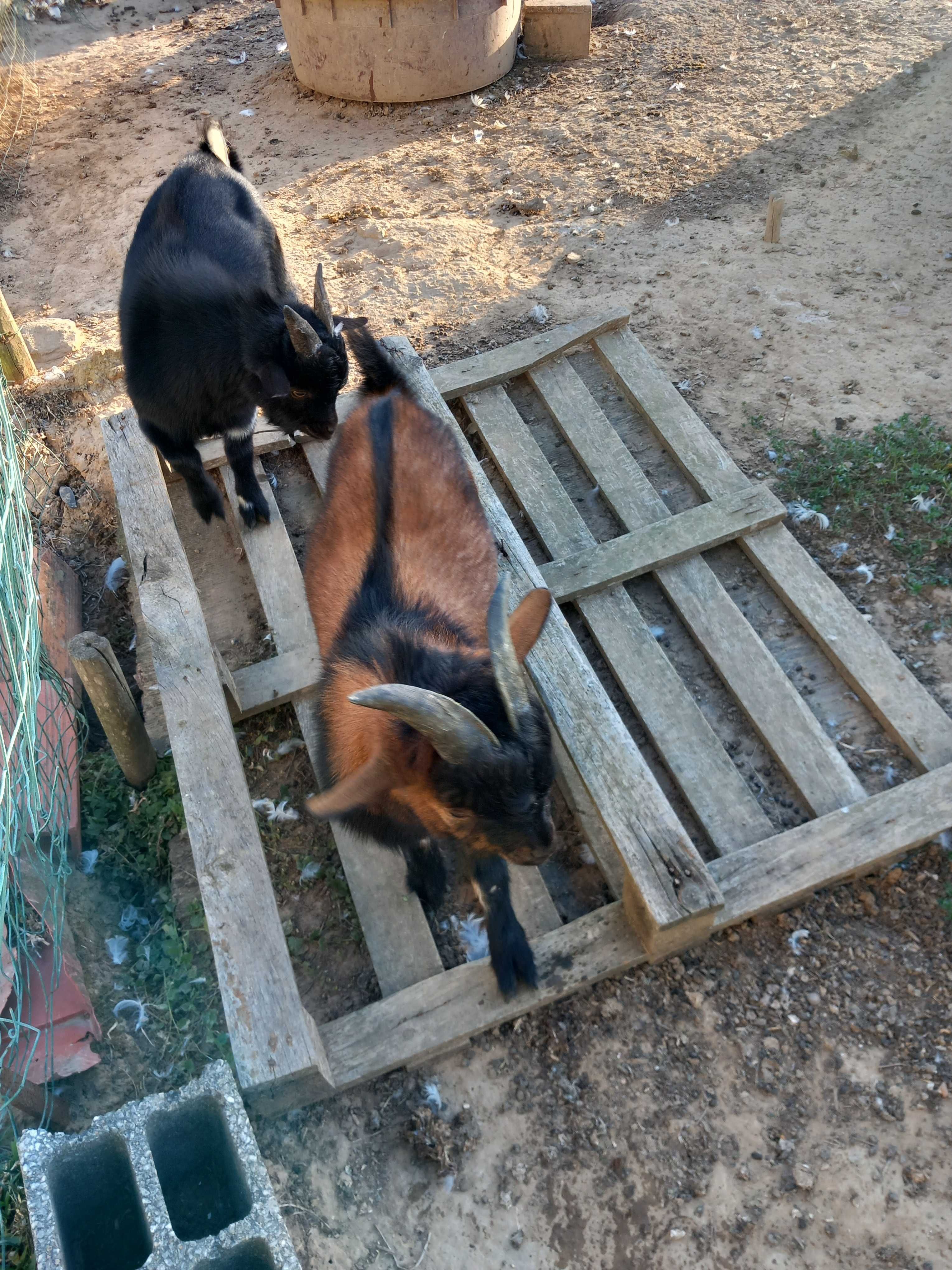 Cabras anãs com 6 meses