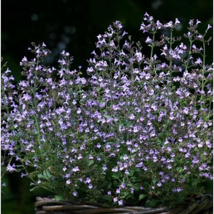 Вербена списовидна(hastata), бонарська, каламінта