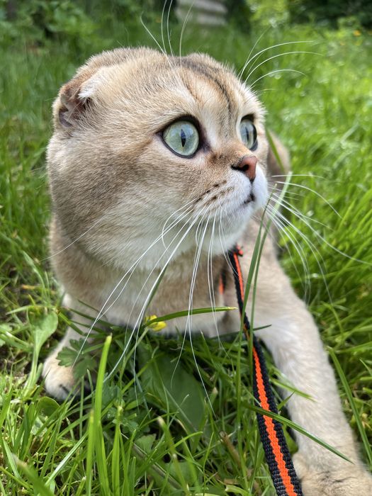 Вязка  котів) золота шиншила