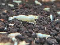 Krewetki Caridina - Snow White - PWL - Pure White Line