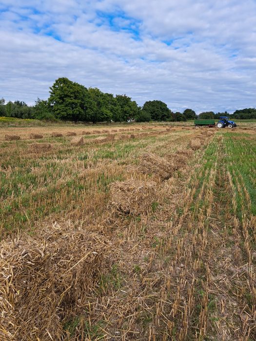 Słoma pszenno-żytnia tegoroczna 2025