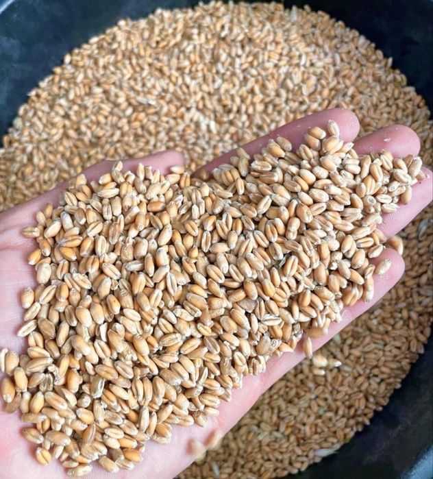 Продам  пшениця 2025