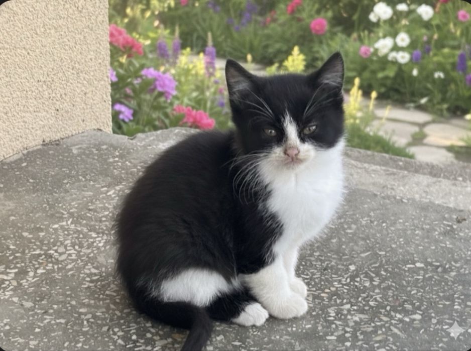 Кошенятка в добрі руки- 2,5 місяці; все ідять, активні