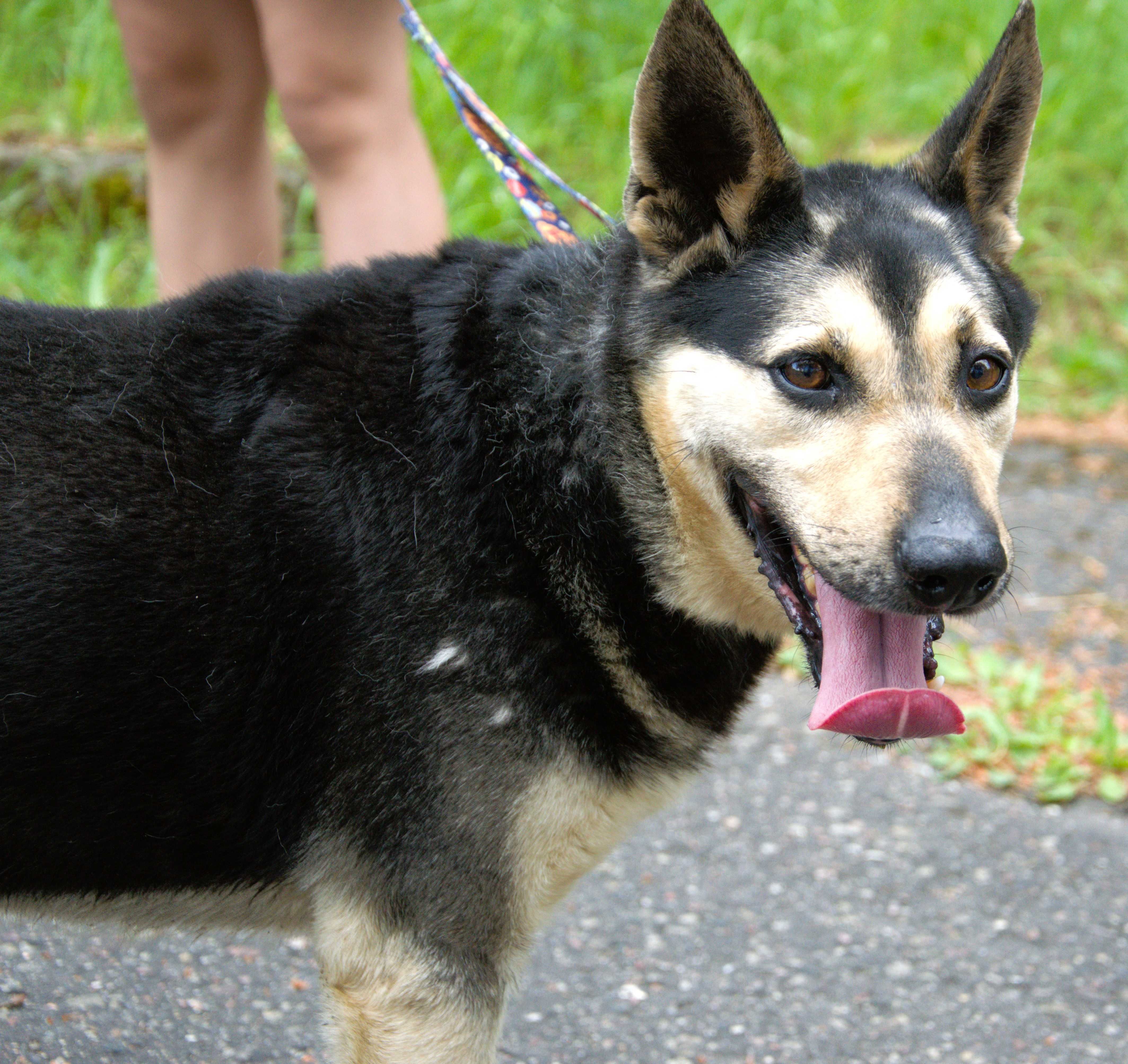 Bruno - pies do adopcji!