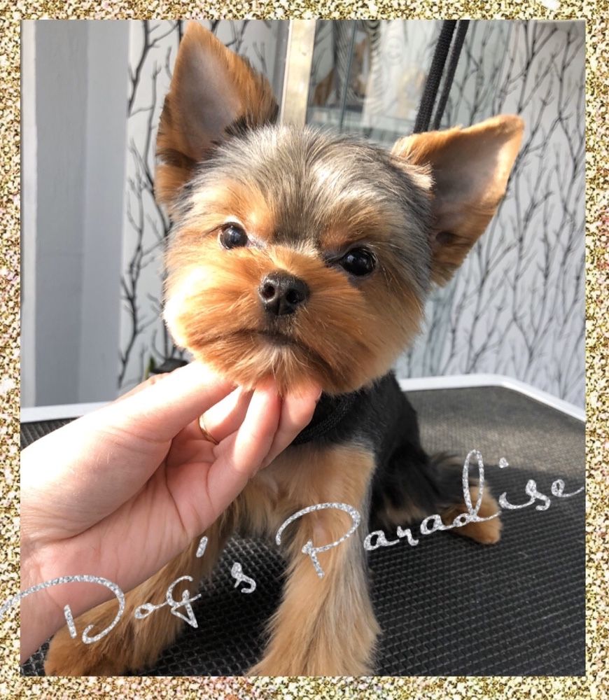 Dog's Paradise Groomer, fryzjer dla psów, Psi fryzjer, strzyżenie psów