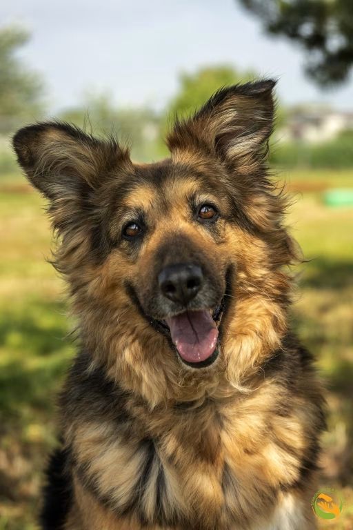 Ronia - sunia w typie owczarka niemieckiego do adopcji