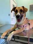 ÁTILA - cachorra para adoção responsável