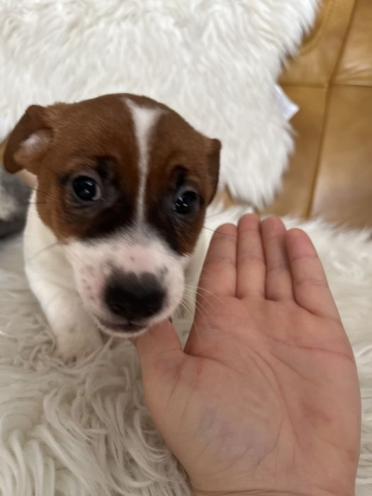 Jack Russell Terrier suczka