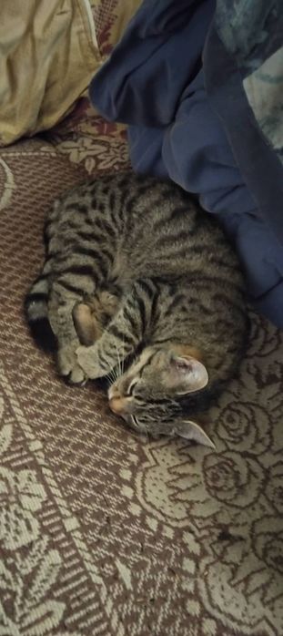 Oddam koty półroczne