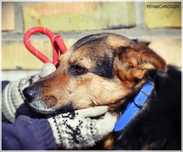 Ares – pies o pięknej duszy – poznaj i adoptuj