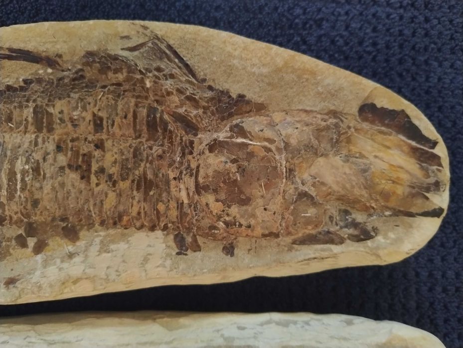 Skamielina ryby split duży okaz Vinctifer Comptoni Kreda