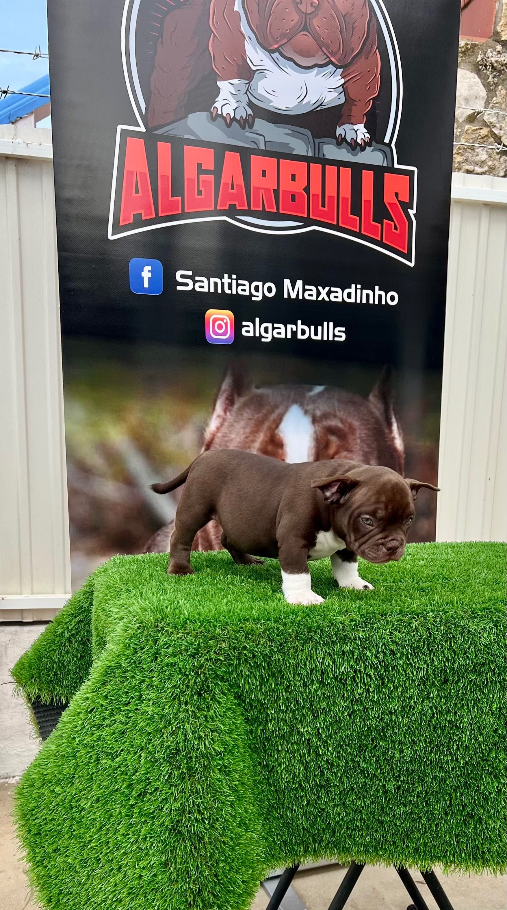 American Bully Micro Chocolate – Linhagem Tristate Importada