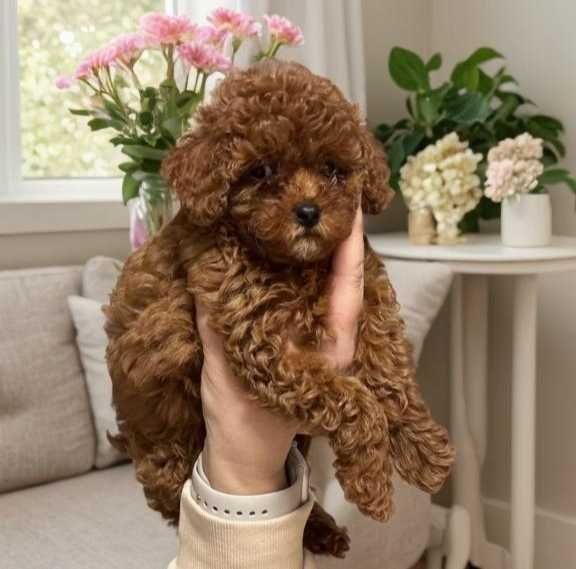 Очаровательная девочка той пудель. В окрасе Ред Браун.