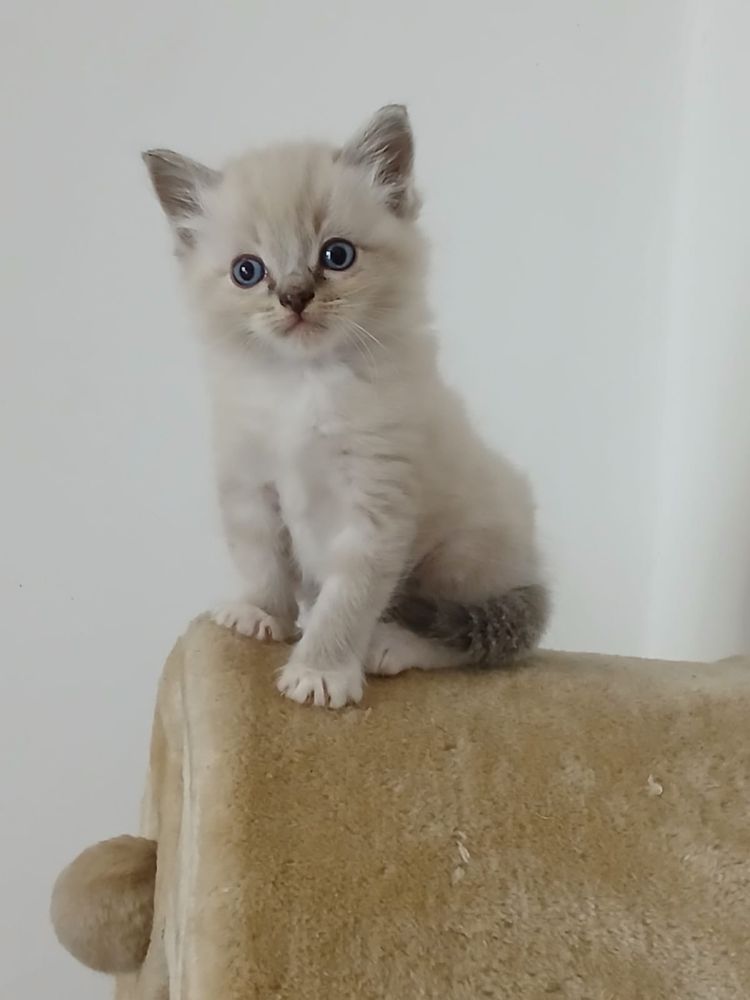 Ragdoll śliczna kotka