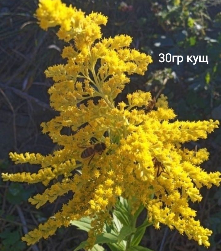 Квіти для душі  кімнатні.