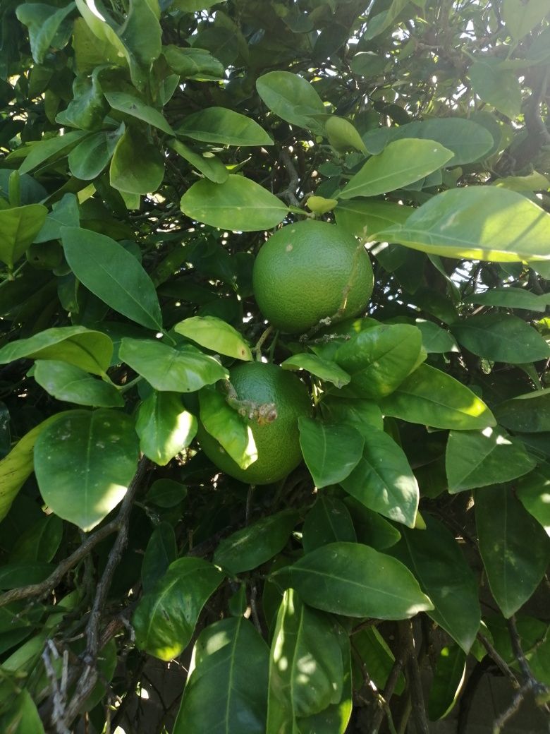 Pomelo (laranja natal, cimboa)