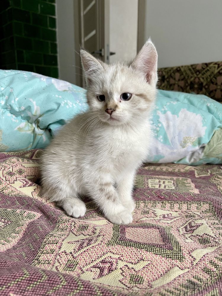 Котеня в добрі руки